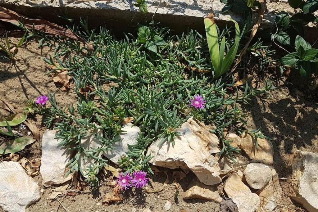 Apartment Kristic - Saplunara, Mljet Babino Polje Exterior photo